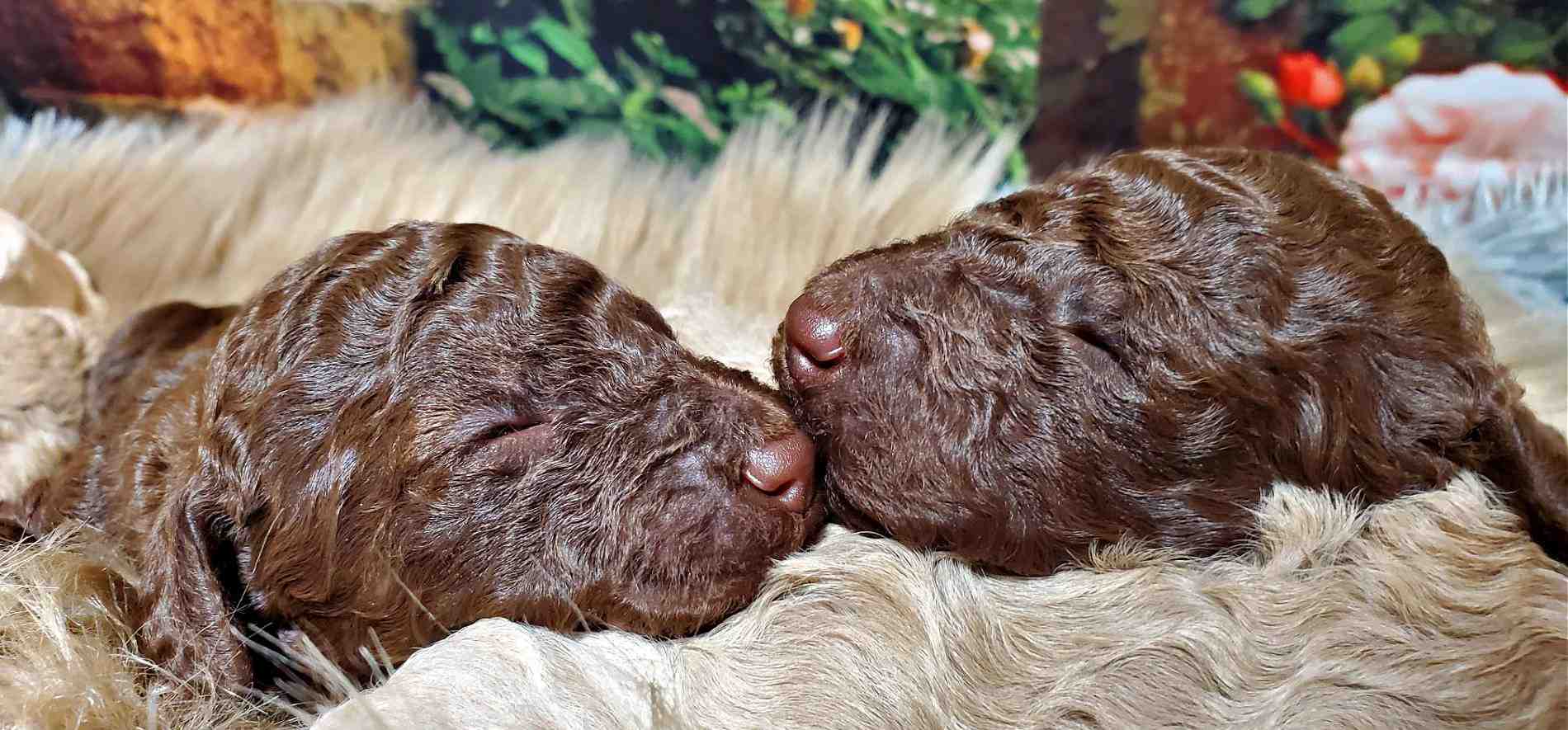   cucciolini_labradoodles_chocolate_11zon