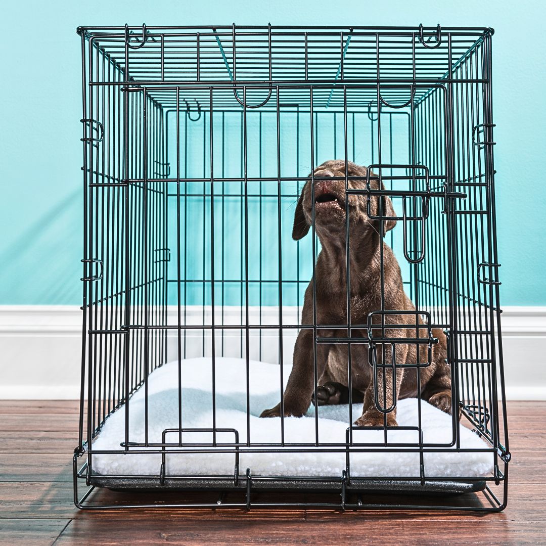 Puppy Crate Comfort Tips