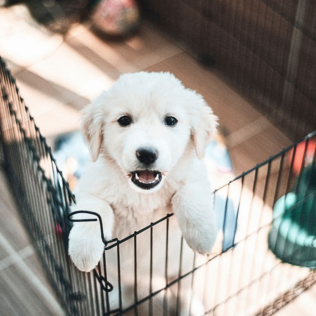 puppy training