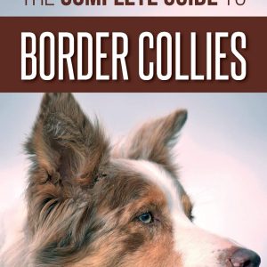 The Complete Guide to Border Collies