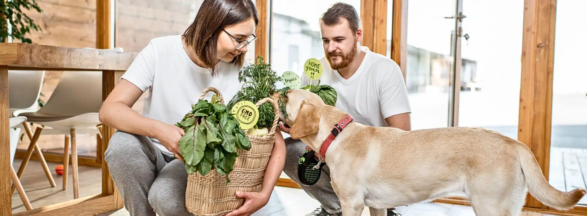 Best Dog Health Supplements for Your Pet's Wellness  Best Dog Health Supplements for Your Pets Wellness