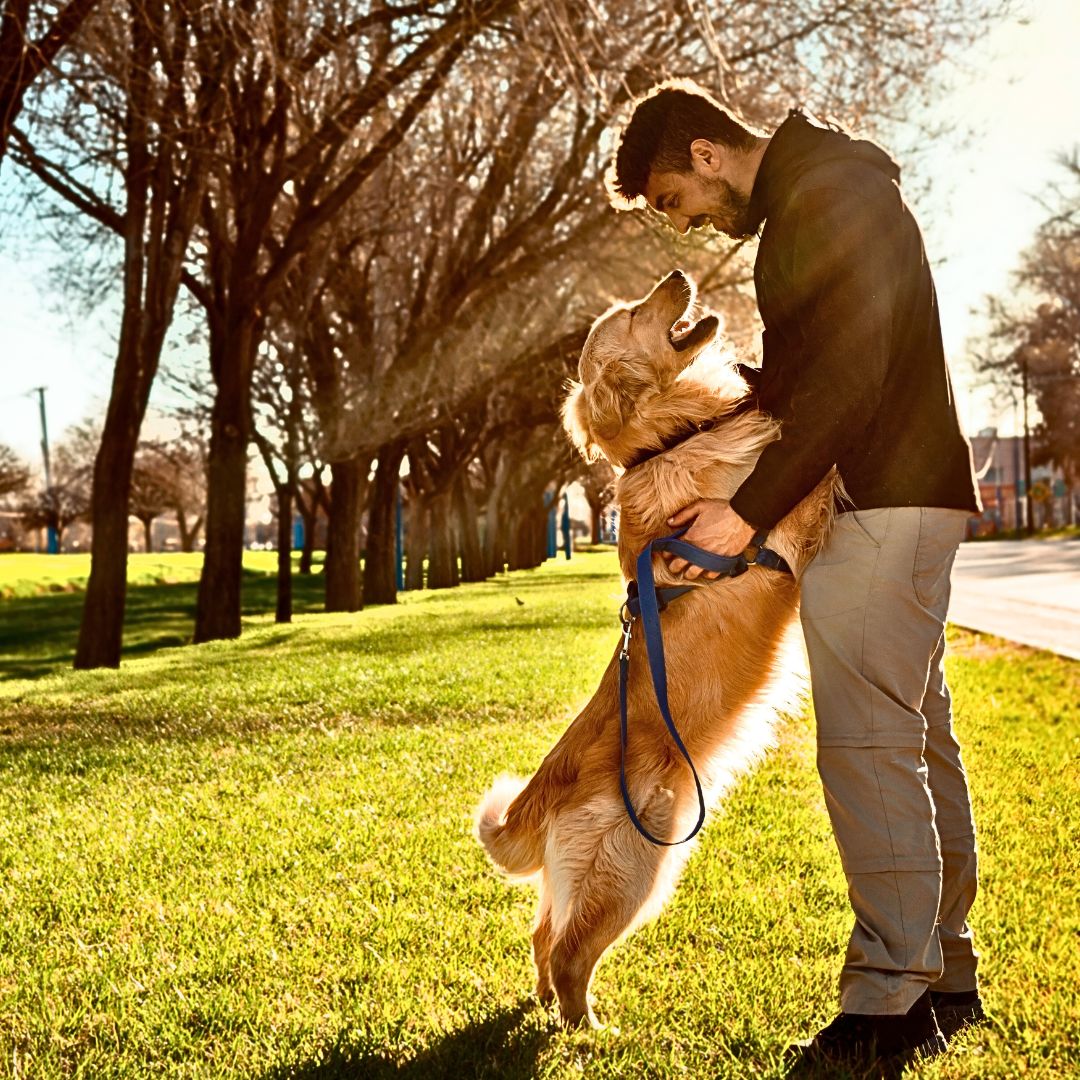 Walking your dog is Critical Supplements for Joint Health and Mobility