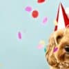 Ultimate Guide to Hosting a Fun and Fabulous Dog Party  Ultimate Guide to Hosting a Fun and Fabulous Dog Party