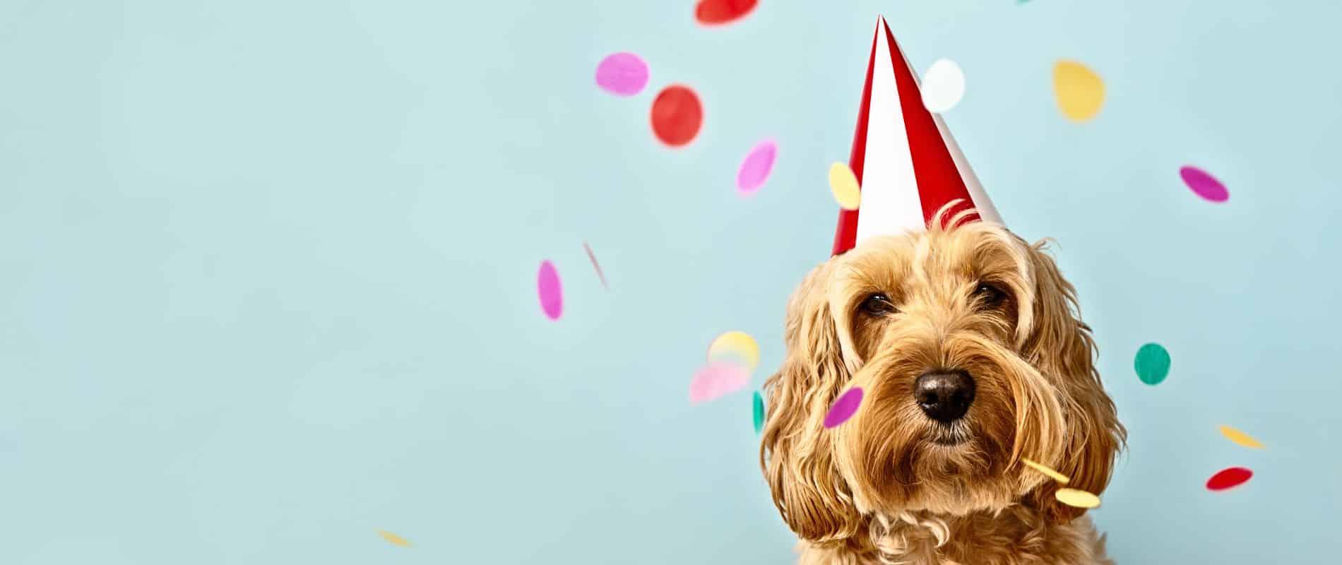 Ultimate Guide to Hosting a Fun and Fabulous Dog Party  Ultimate Guide to Hosting a Fun and Fabulous Dog Party