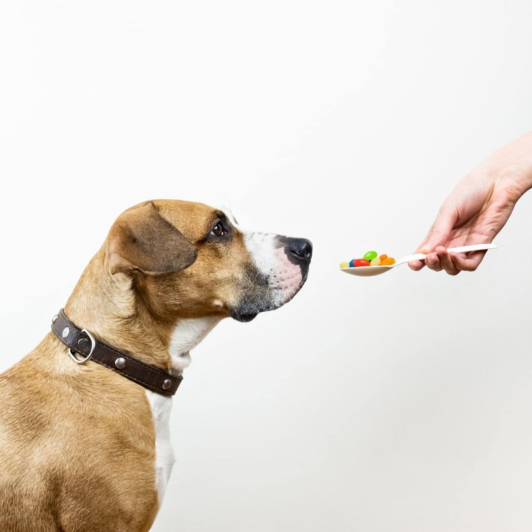top dog health supplements