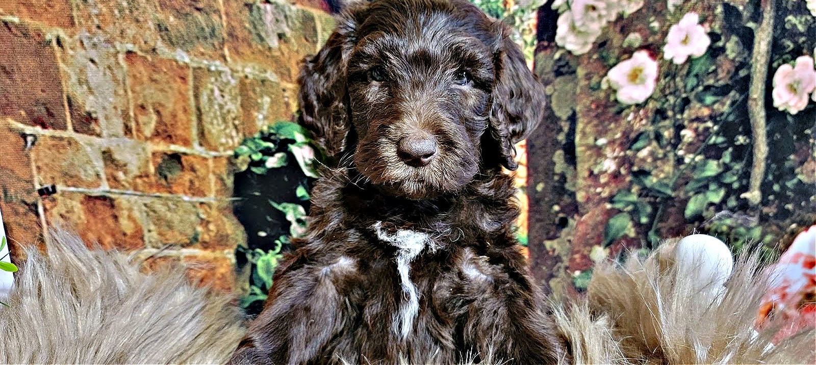 Labradoodles_by_Cucciolini2