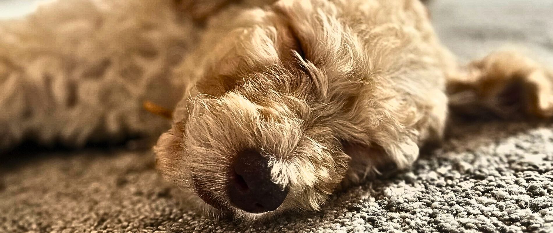 cucciolini_labradoodles
