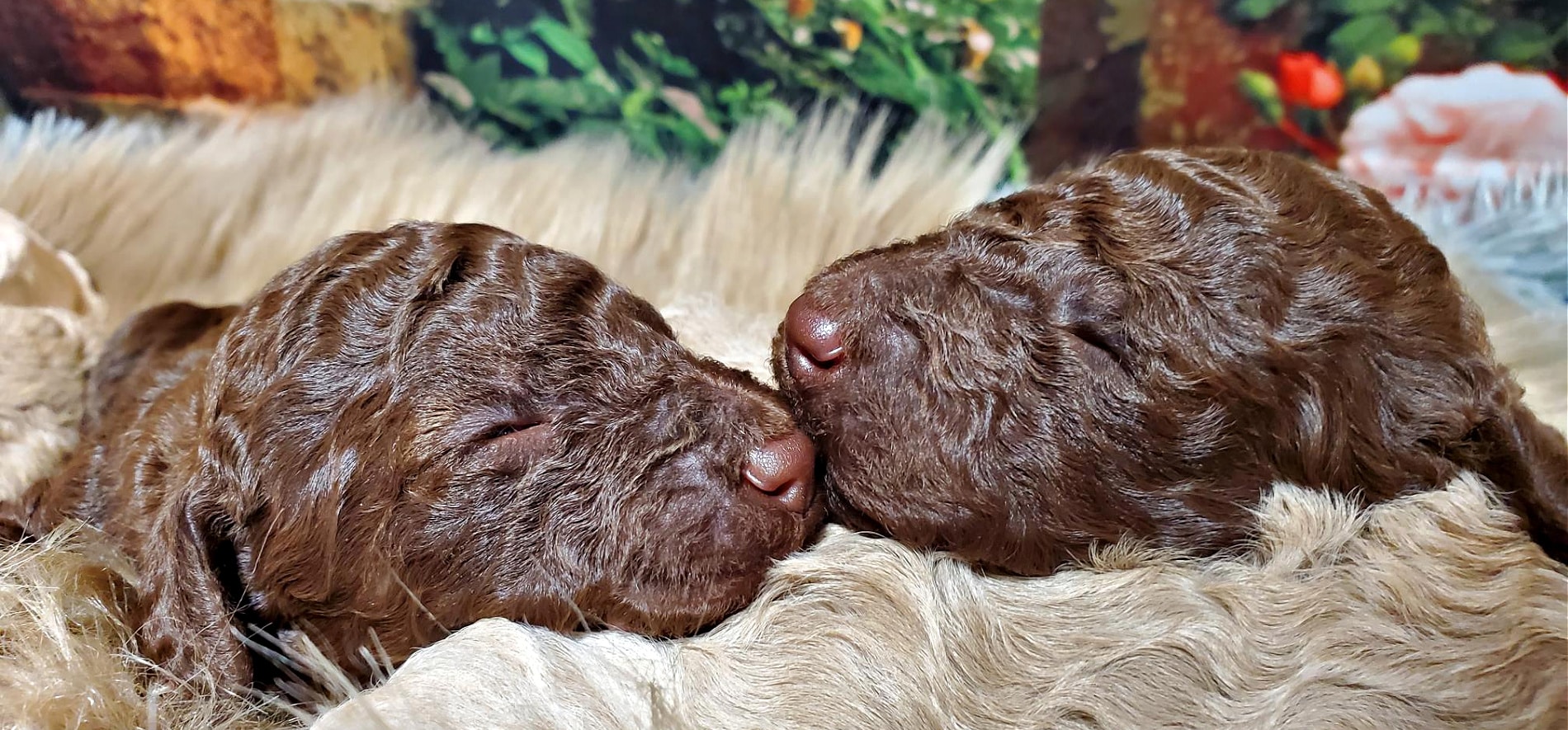 cucciolini_labradoodles_chocolate