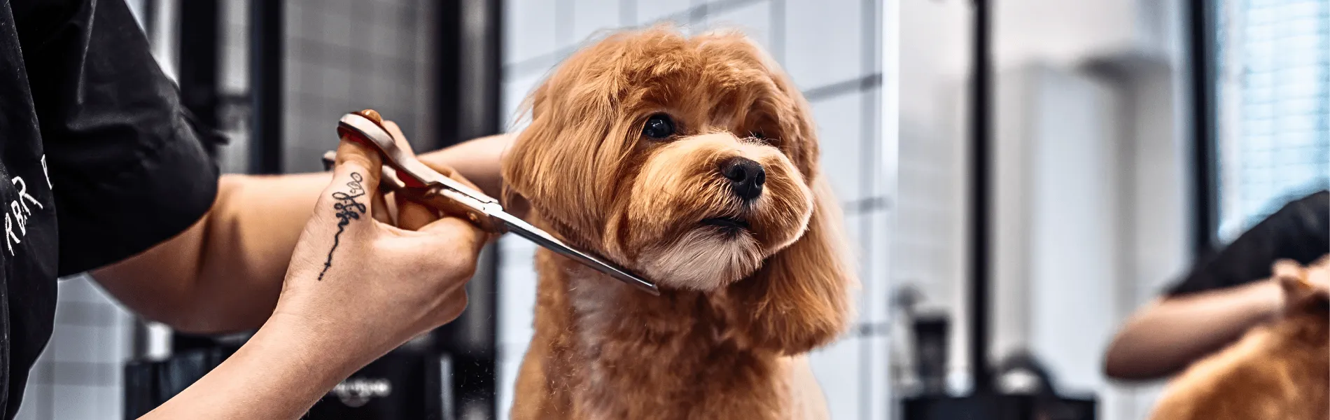 Labradoodle Grooming Tips  Labradoodle Grooming Tips Tools for Fleece Coats