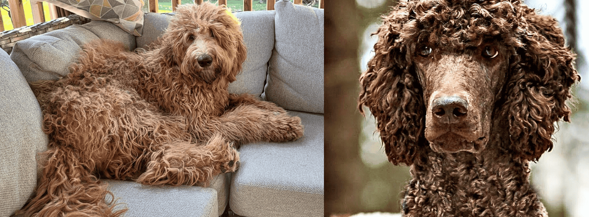 Luna our Beautiful Goldendoodle  LUNA and MAX at Cucciolini Doodles
