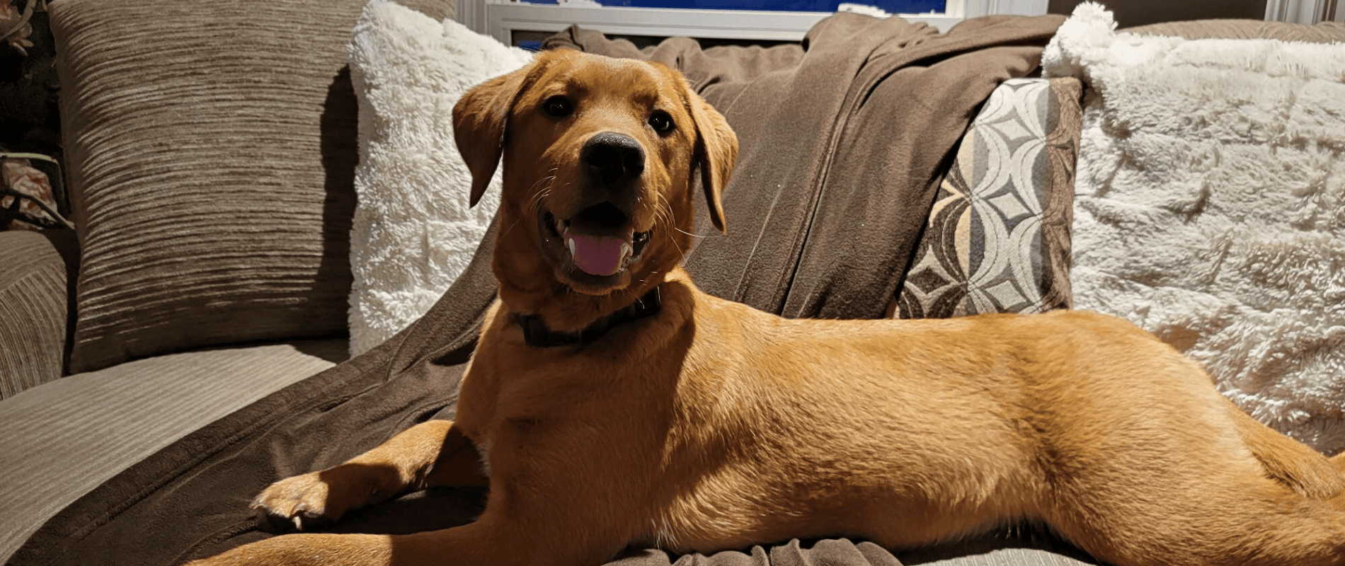 Scarlett or Beautiful Fox Red Labrador Retriever  Scarlett - Fox Red Labrador Retriever