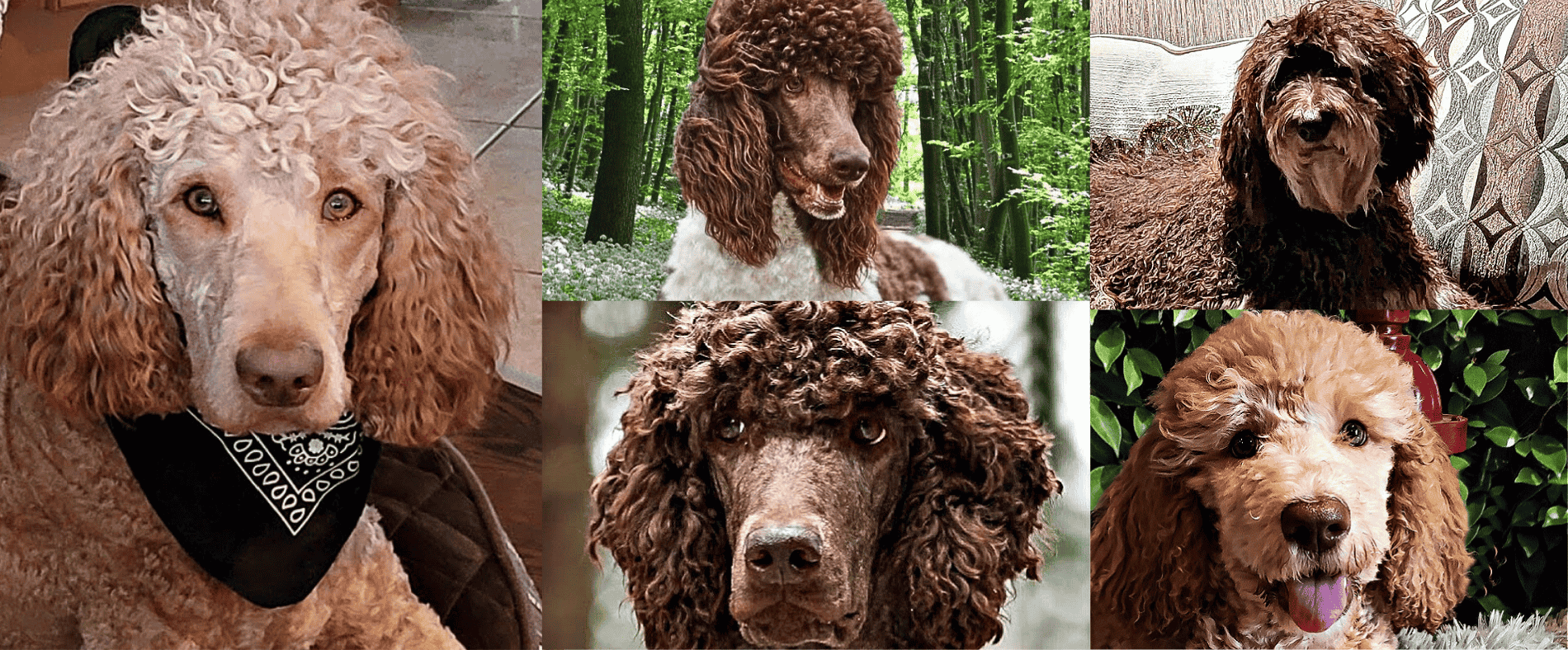   parents_cucciolini_labradoodles
