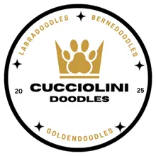 Cucciolini Doodles - Labradoodles-Bernedoodles, Goldendoodles