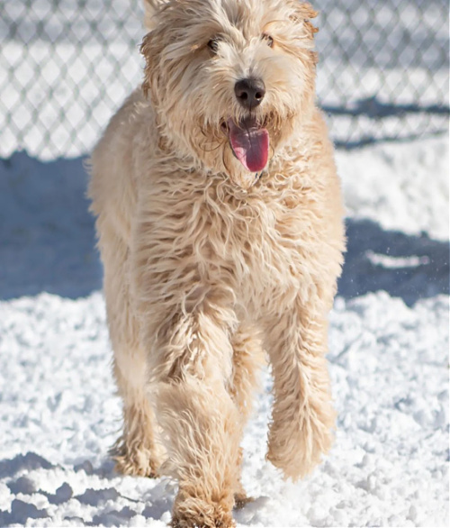   Mishti Apricot F1B Labradoodle_cucciolini