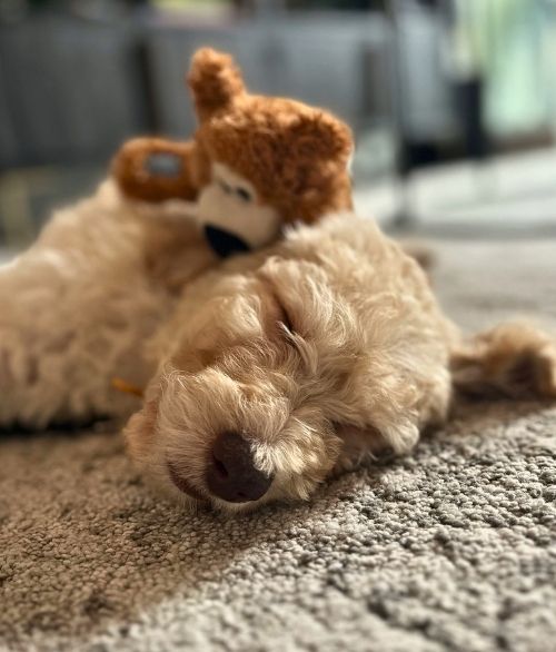 Red Labradoodle at Cucciolini Doodles  Mishti_labradoodle_cucciolini