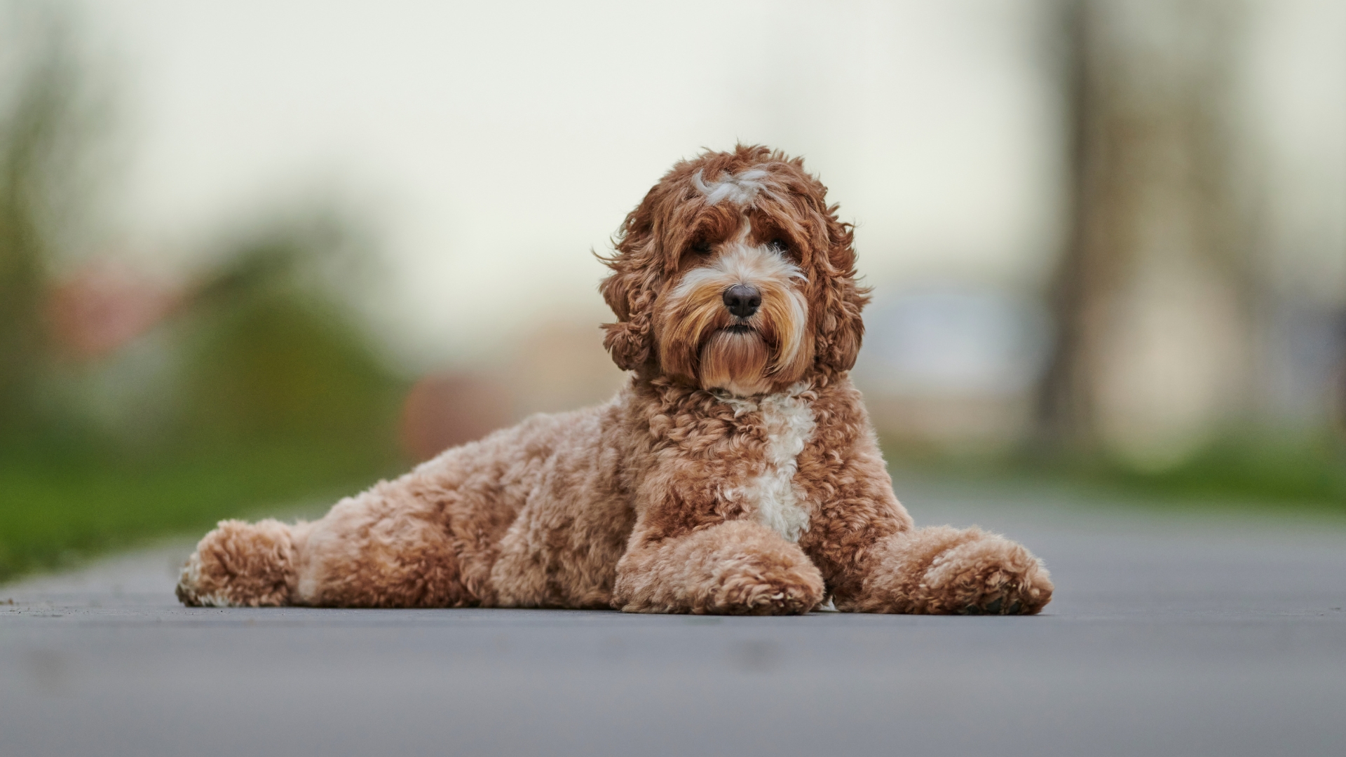 Best Grooming Tools for Labradoodles in 2025