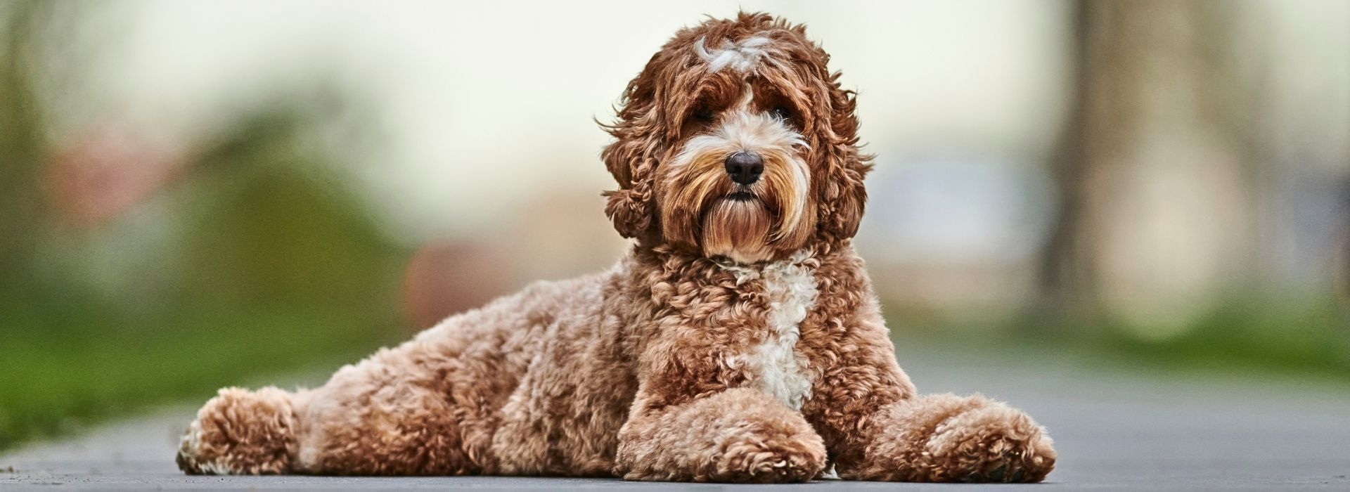 Grooming Tools for Labradoodles