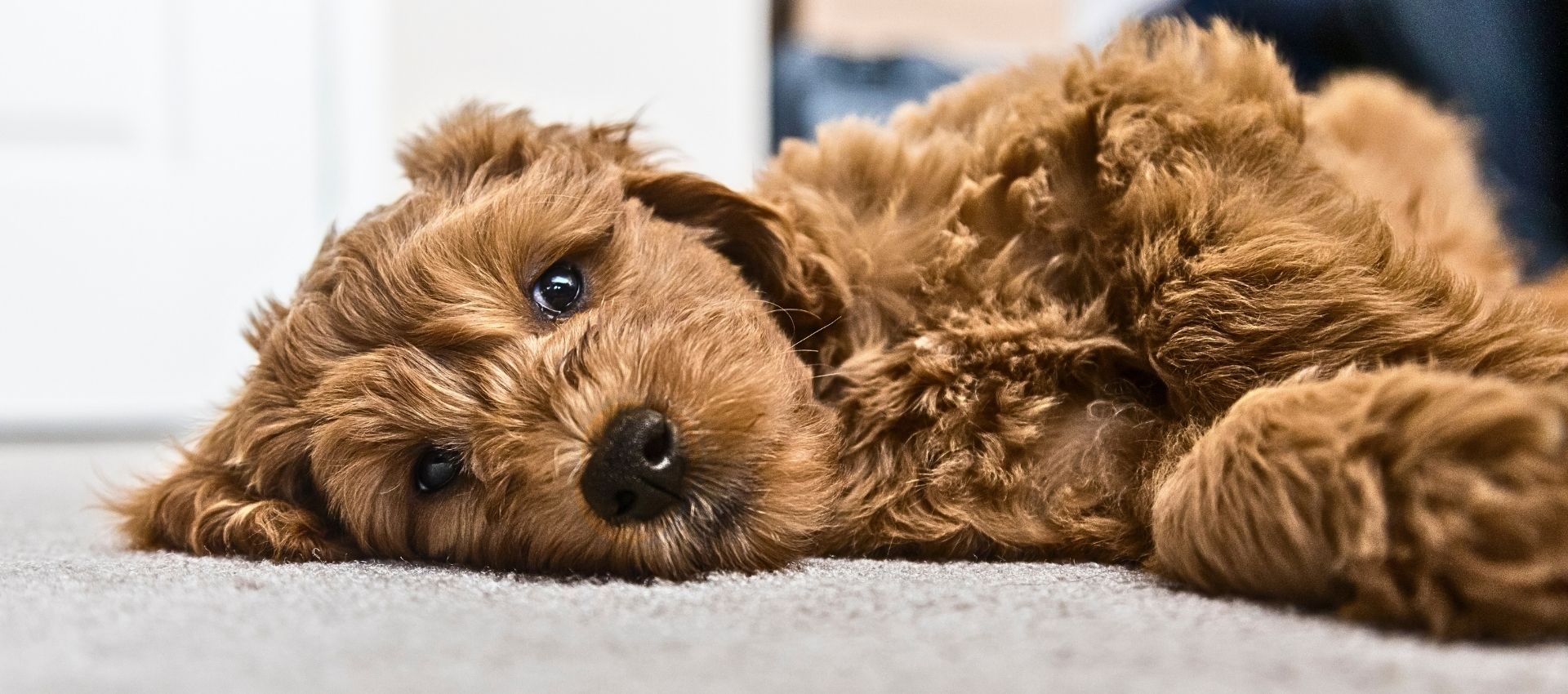 Choosing the Right Puppy for your Family