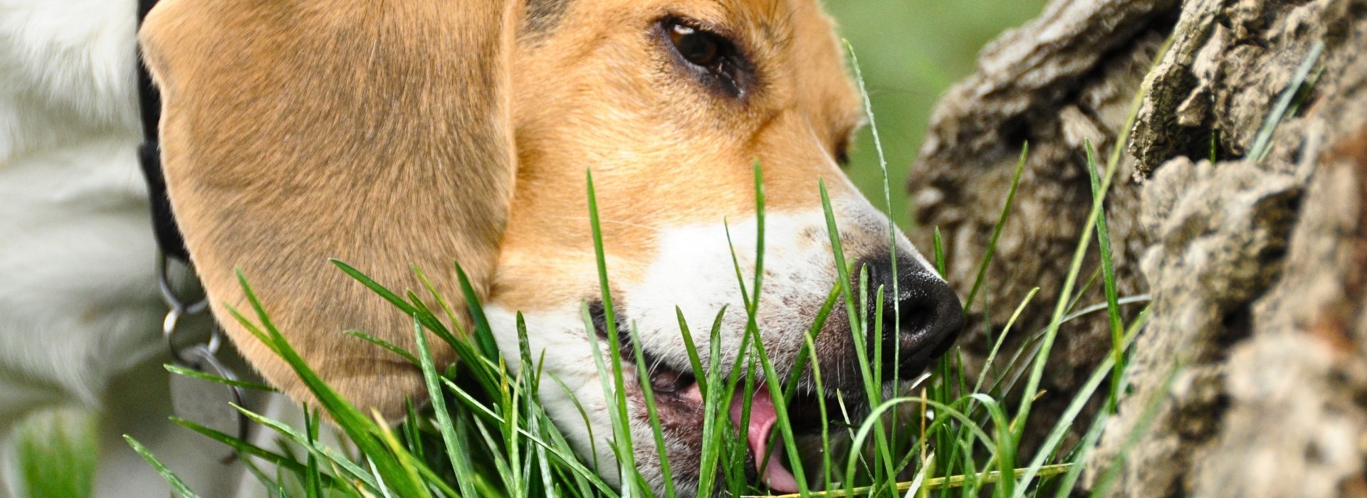 Why Dogs Eat Grass
