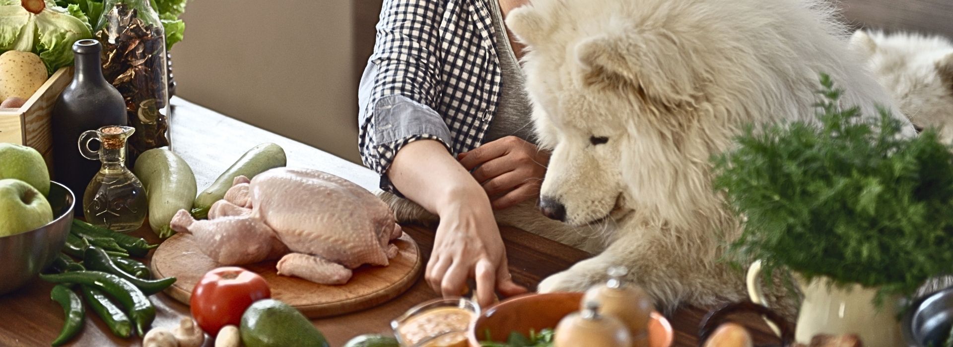 Welcome to Cucciolini Blog Dog in kitchen eating homemade dog food with person