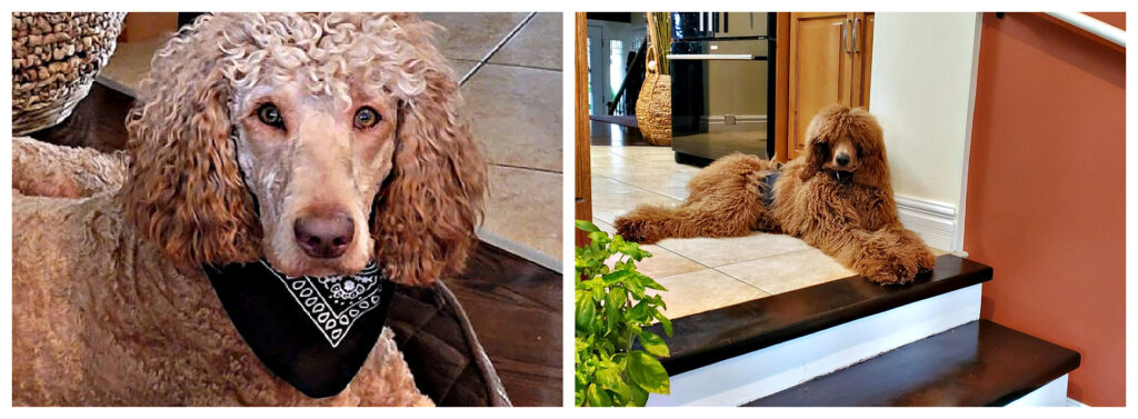 Gracie and Bennie from Labradoodles by Cucciolini