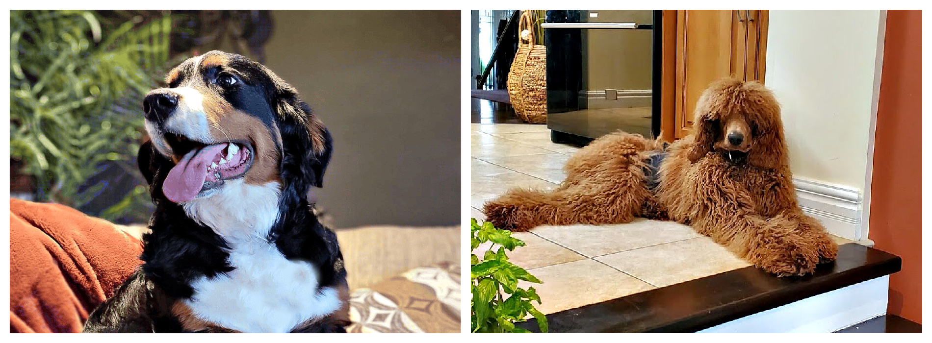 Margaret and Bennie Bernedoodles