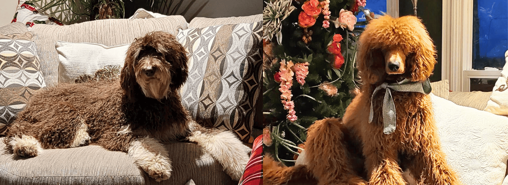 Red Standard Poodle - Phantom Labradoodle