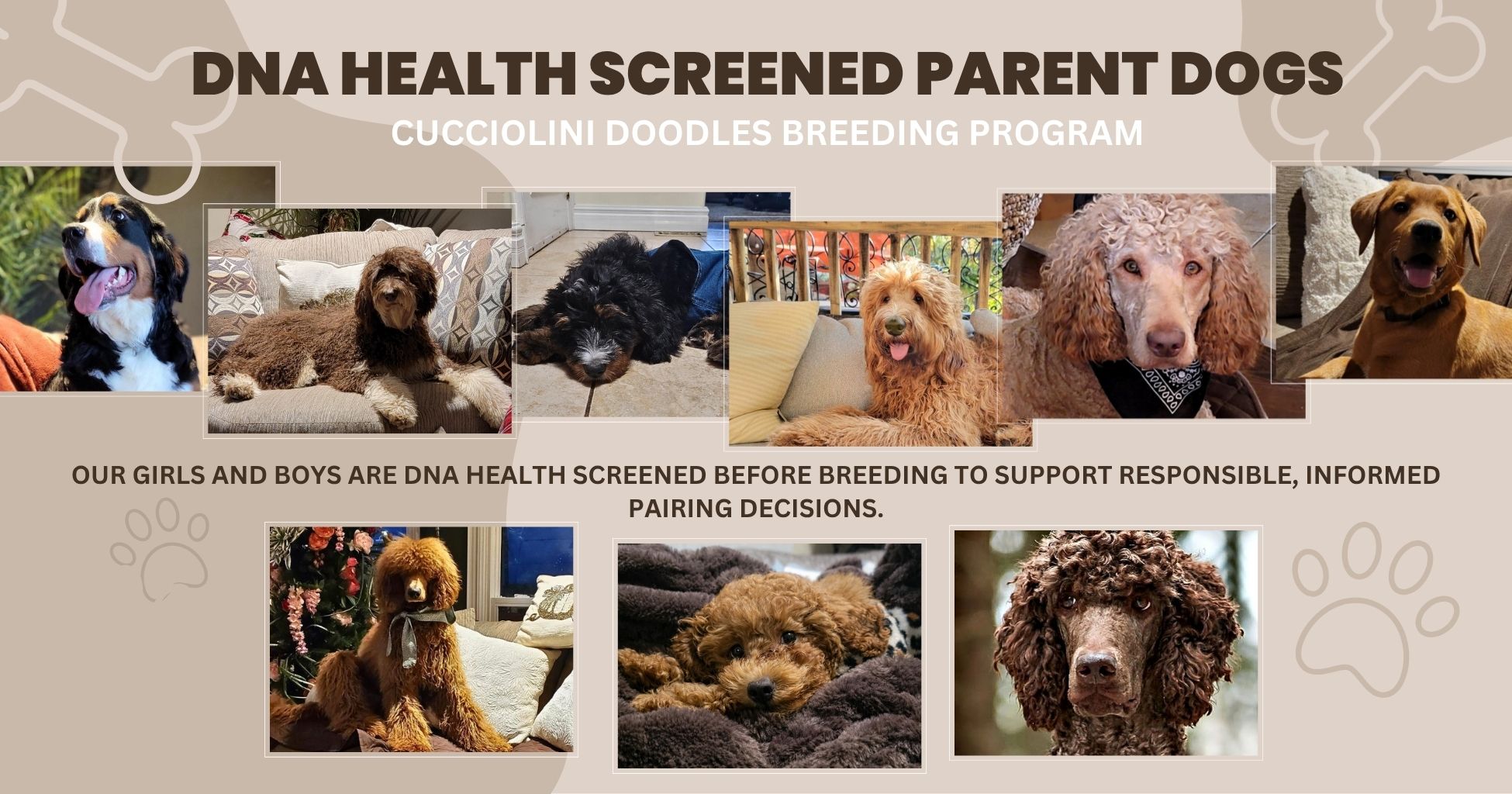 DNA health screened parent dogs at Cucciolini Doodles in Ontario