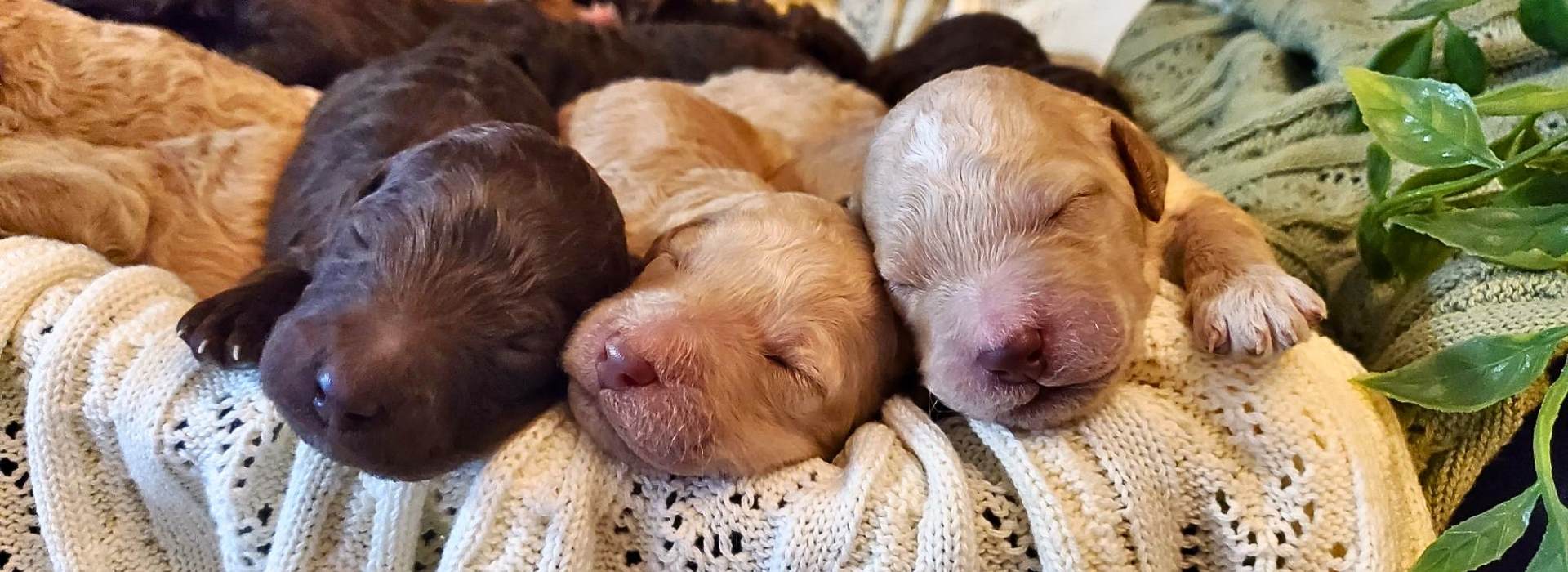 Goldendoodles