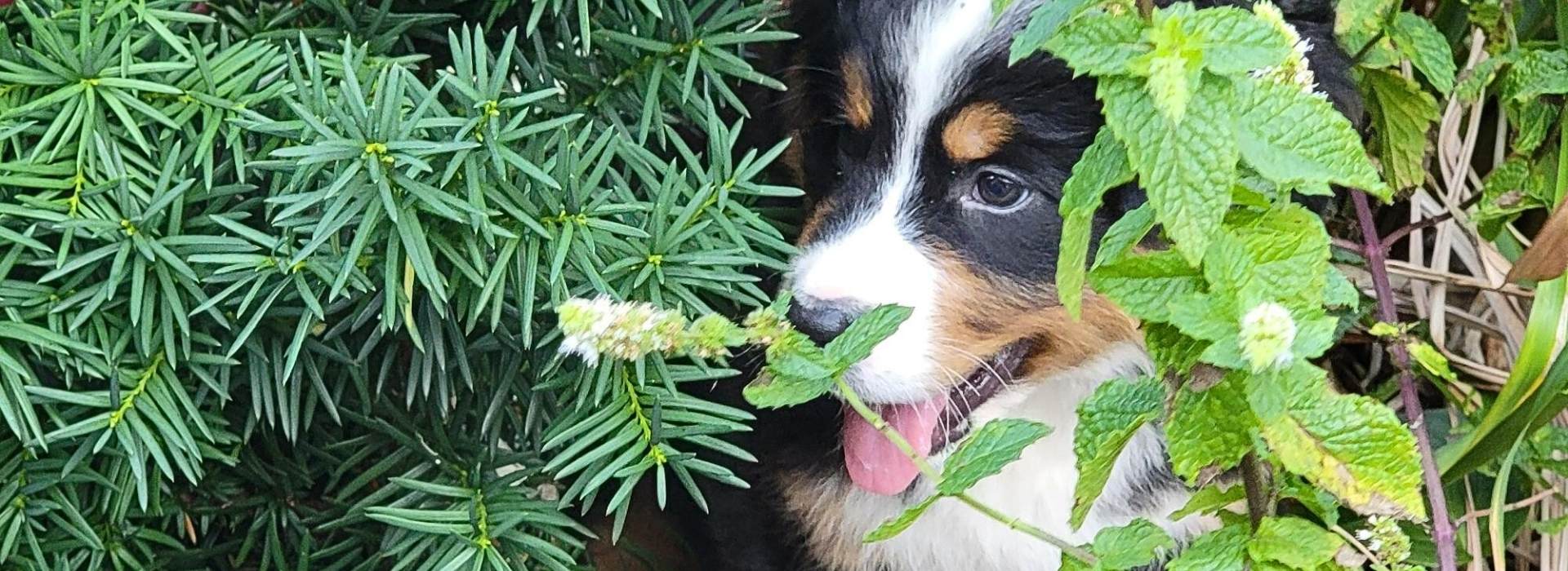 Bernedoodle Breeder Ontario - Cucciolini Doodles