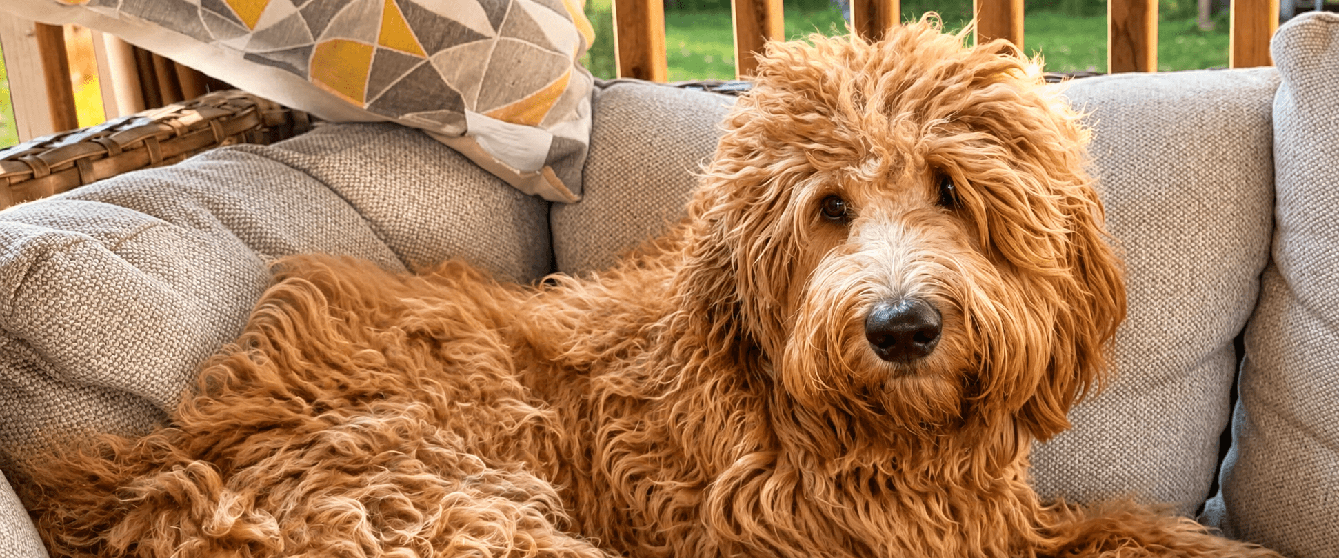 Luna - F1 Goldendoodle Ontario at Cucciolini Doodles