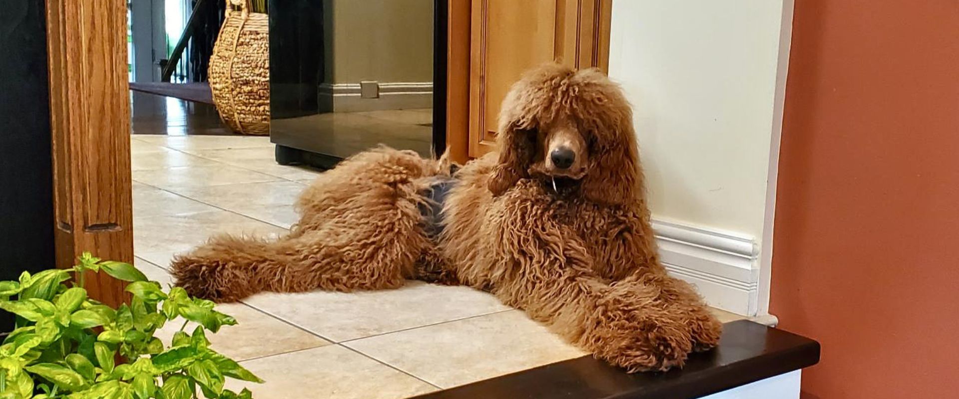 Bennie, our red Standard Poodle at Cucciolini Doodles in Ontario