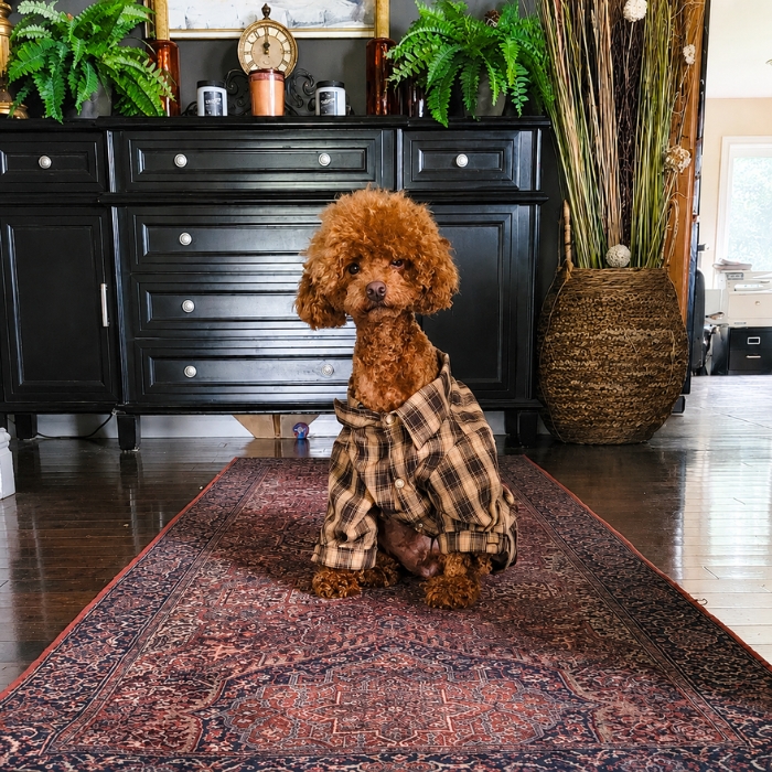 Meet Teddy Our Red Mini Poodle at Cucciolini Doodles