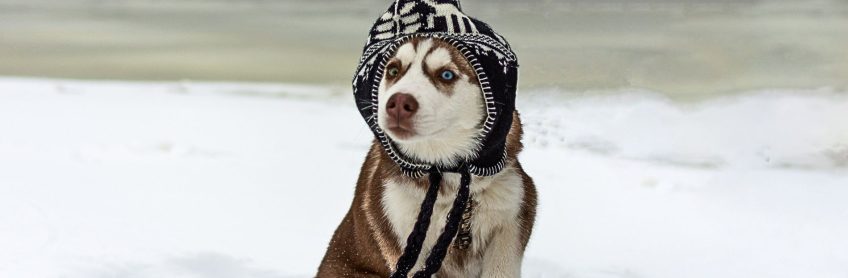 10 Winter Safety Tips for Dogs