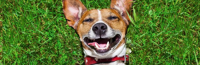 10 Silly Things Our Dogs Do That Are Adorable