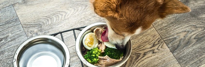 5 Easy Homemade Dog Food Recipes