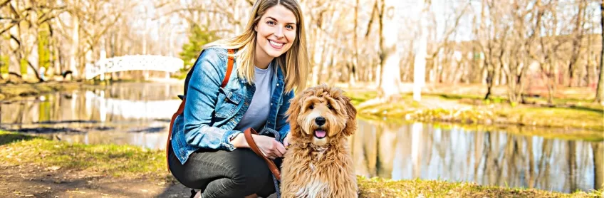 Labradoodle-Behaviors-to-Nip-in-the-Bud-Early