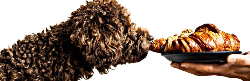 8 Homemade Recipes for your Labradoodles by Cucciolini Puppy