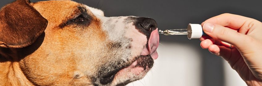 Are Essential Oils Safe for dogs?