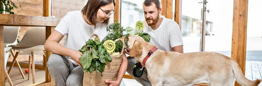 Best Dog Health Supplements for Your Pet's Wellness