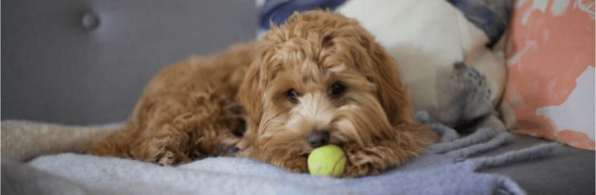 Homecoming for Your Labradoodle Puppy