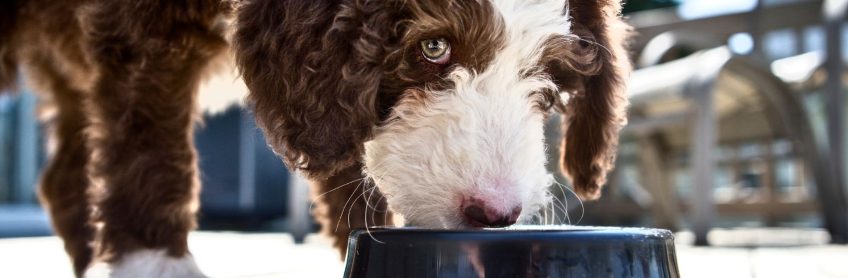 Can Cucciolini Labradoodles Eat Chicken