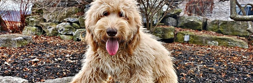Do Labradoodles Shed My Grooming Experience Revealed