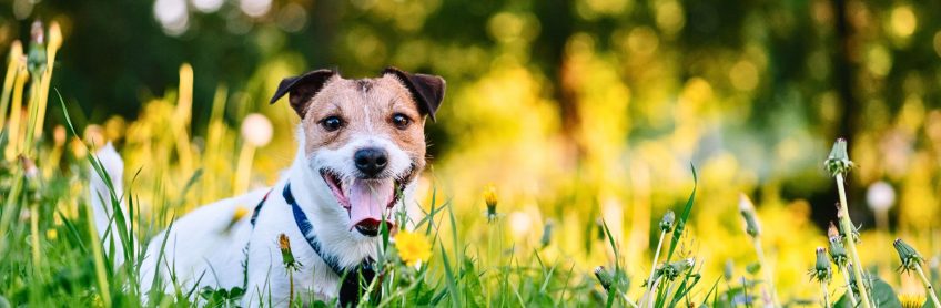 Does Your Dog Have Seasonal Allergies?