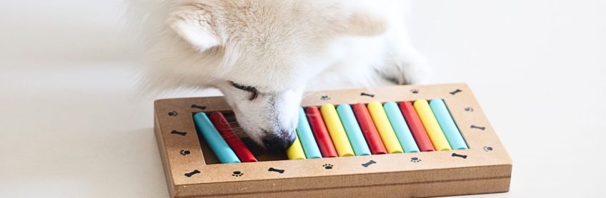 Engaging Canine Minds: 10 Fun Brain Games for Dogs