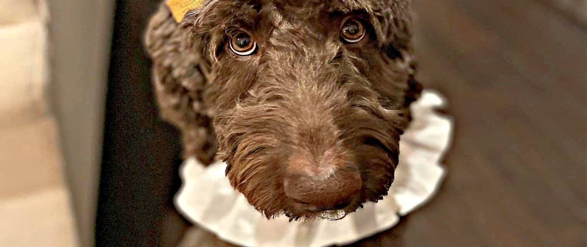 Grace and Rocky thrive with companionship and supporting one another