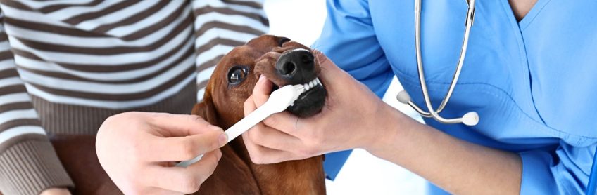 Guide toBrushing your dog's teeth is a crucial part of their dental care. When you brush your dog's teeth, you remove the plaque on their teeth.