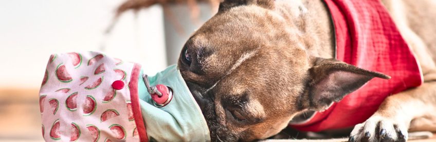 Healthy Homemade Treats for Dogs – Easy Recipes