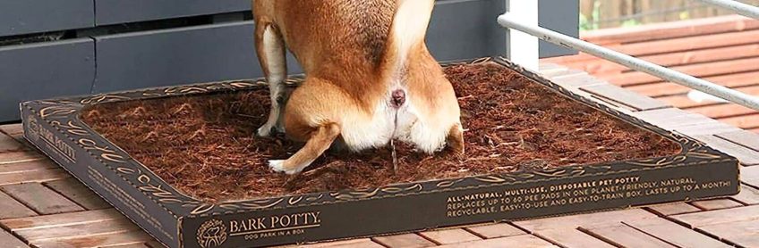 5 Tips for House Training Your Puppy.