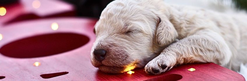 How to Celebrate Christmas with Your Labradoodle Puppy